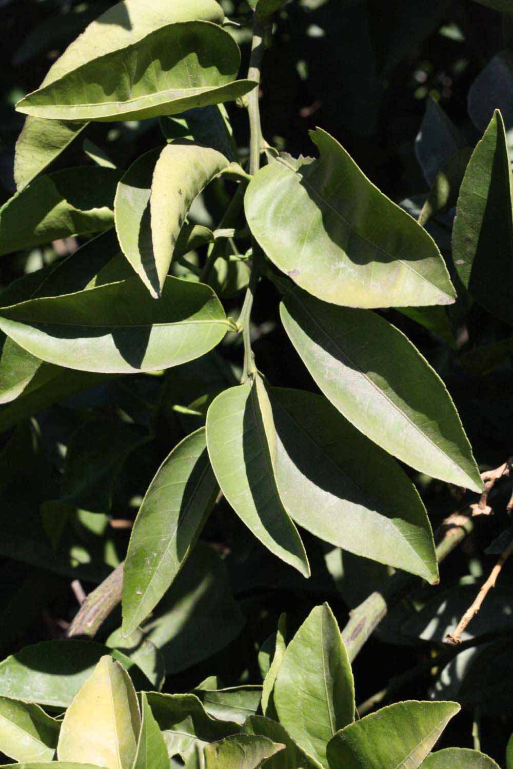              Sun leaves (Riverside, CA)       